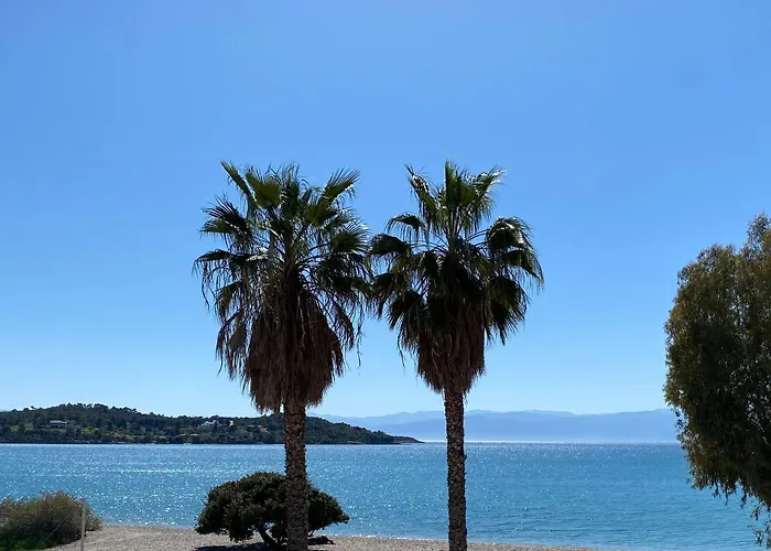 Palm * بورتو خيلي